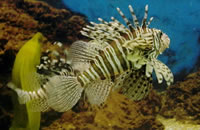 闲鱼卡密便宜的短信接收平台